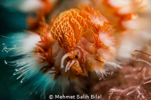 Fireworm. by Mehmet Salih Bilal 